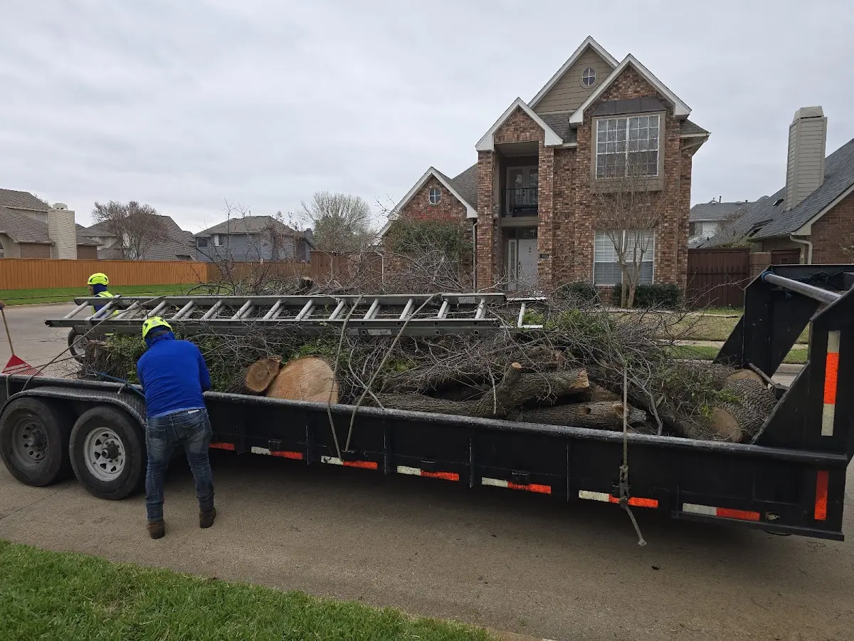 Expert Tree Removal with proper safety equipment in Arcadia